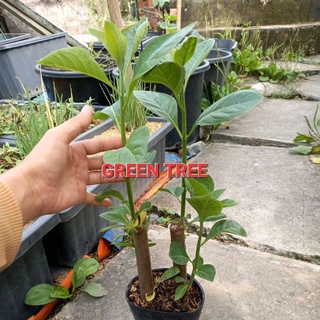 Cây giống mật gấu (cây lá đắng) chậu 2 cây, cỏ mực