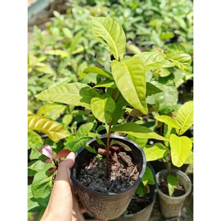 cây mặt trăng