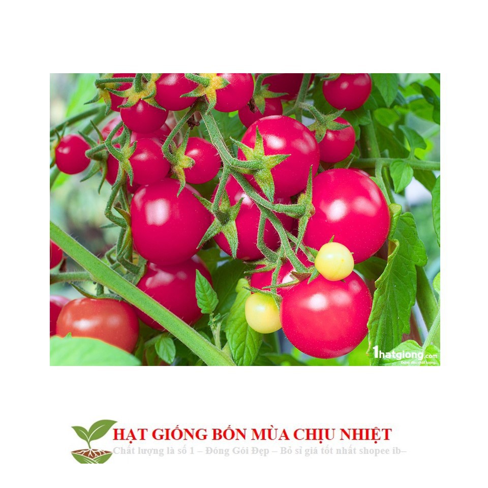 Gói 30 Hạt Giống Cà Chua - Trứng Hồng Chịu Hạn CHỊU NHIỆT ĐẾN MÙA TRỒNG TẾT luckyseed hạt siêu rẻ