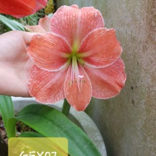 Set củ giống hoa Lan huệ- Thuý An