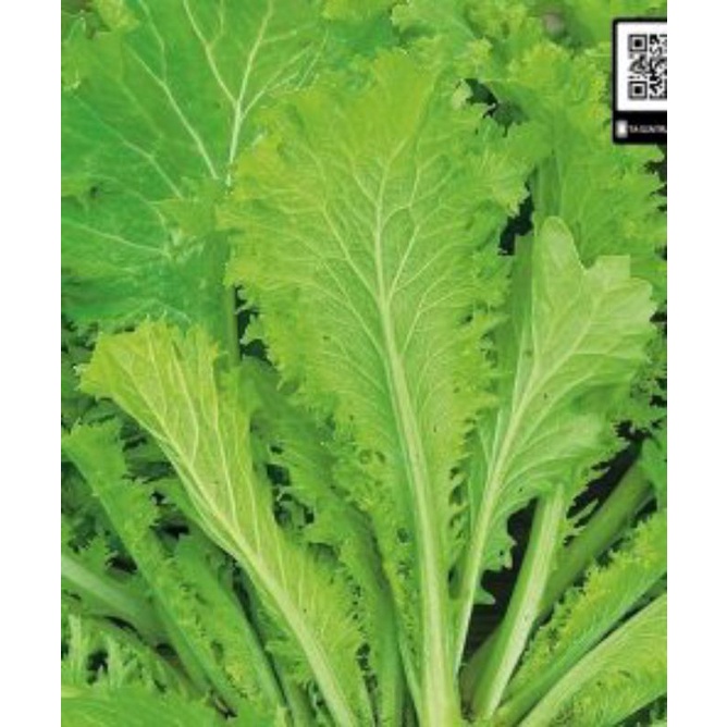 Hạt giống rau cải mèo thuần chủng túi 20gr