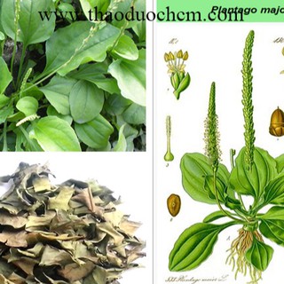 Combo 3 gói hạt giống cây mã đề