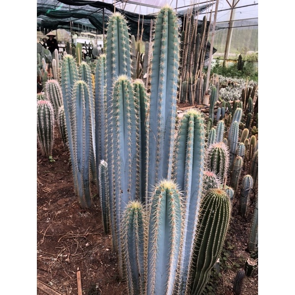 Cây xương rồng trụ Pilosocereus pachycladus size 40_50cm