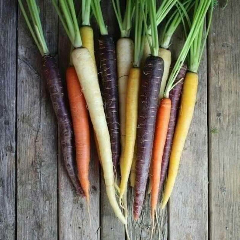 HẠT GIỐNG CÀ RỐT CẦU VỒNG