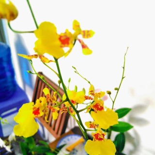 Lan vũ nữ cây giống