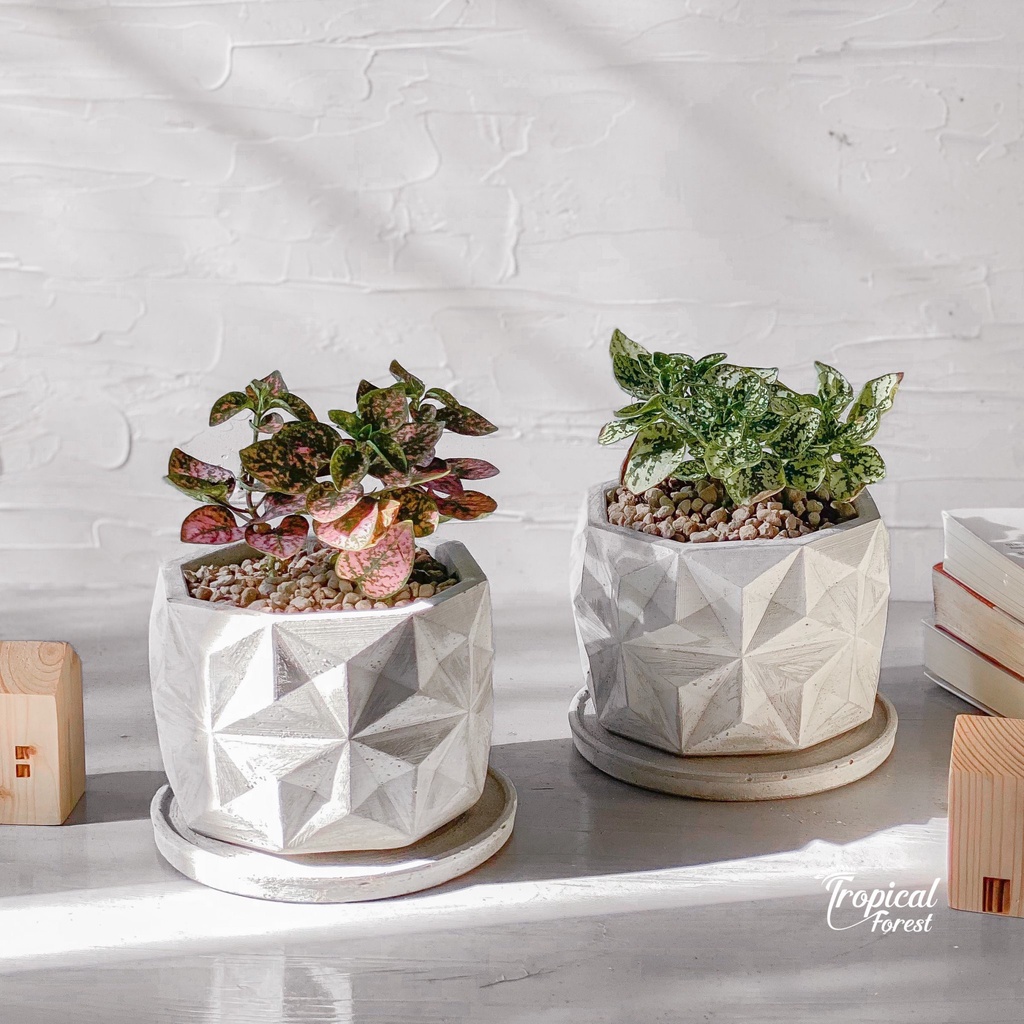 Cây cẩm nhung lá màu TROPICAL FOREST