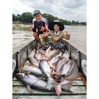 TINH MÙI CÂU CÁ TRA MAYME