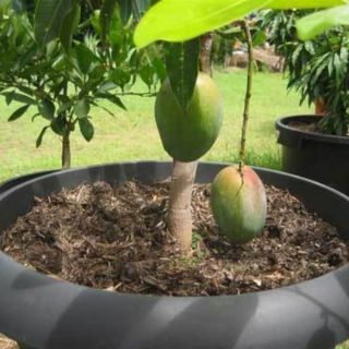 Cây giống Xoài Úc... cây trưởng thành