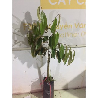 Cây Sầu Riêng SÁU HỮU
