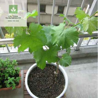 Cây giống nho lùn pháp