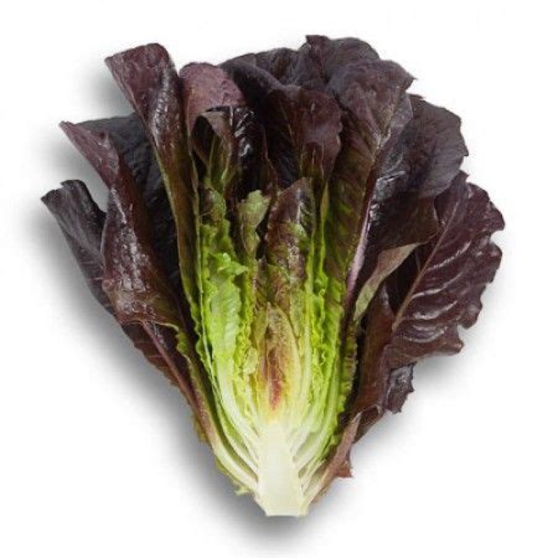 Hạt giống xà lách Romaine tím Rado  tốt cho sức khoẻ dễ trồng năng suất và kháng bệnh tốt