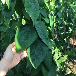 Giống Sương Sâm Lông