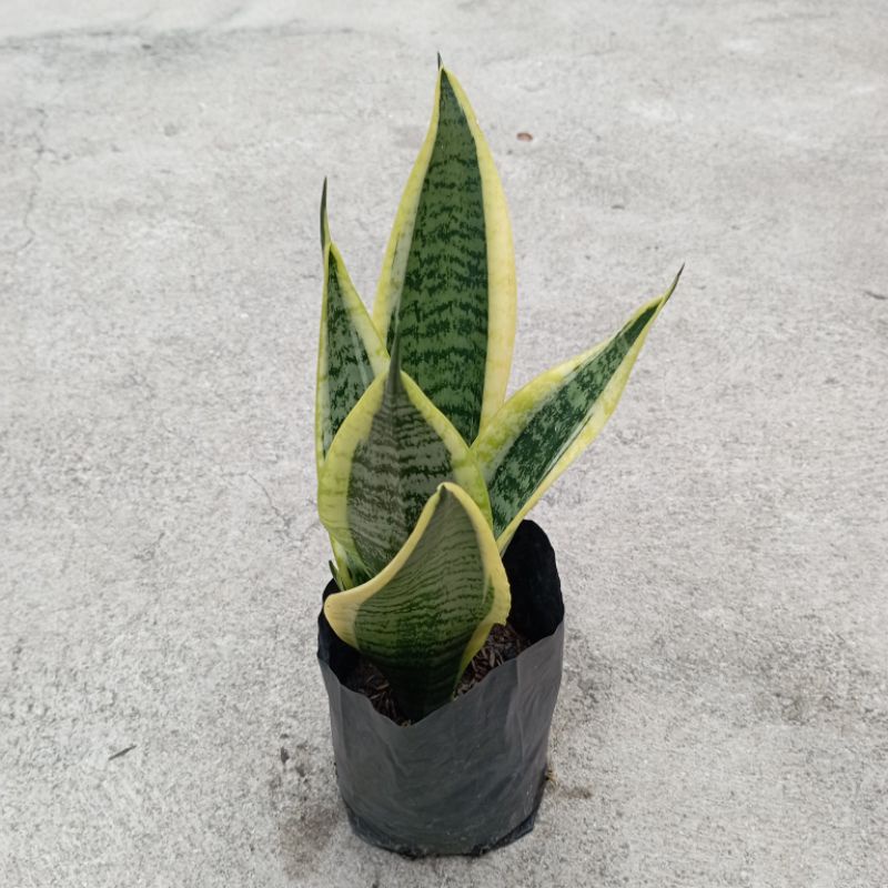 Cây lưỡi hổ có viền vàng size nhỏ cao 20-25cm, có bầu đất