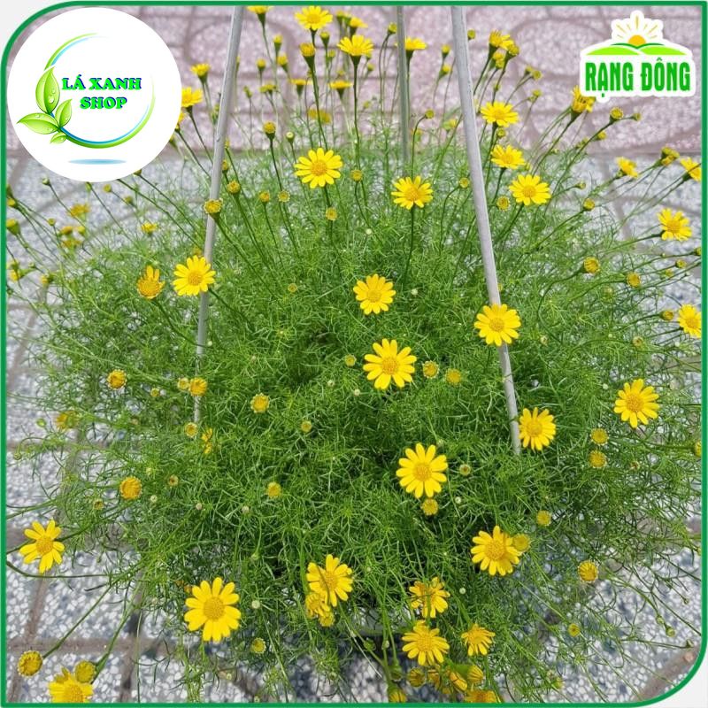 Hạt giống Hoa Cúc Sao Băng Dễ Trồng, Thích hợp Trồng Chậu (gói 0,03 gram) - Hạt giống Rạng Đông