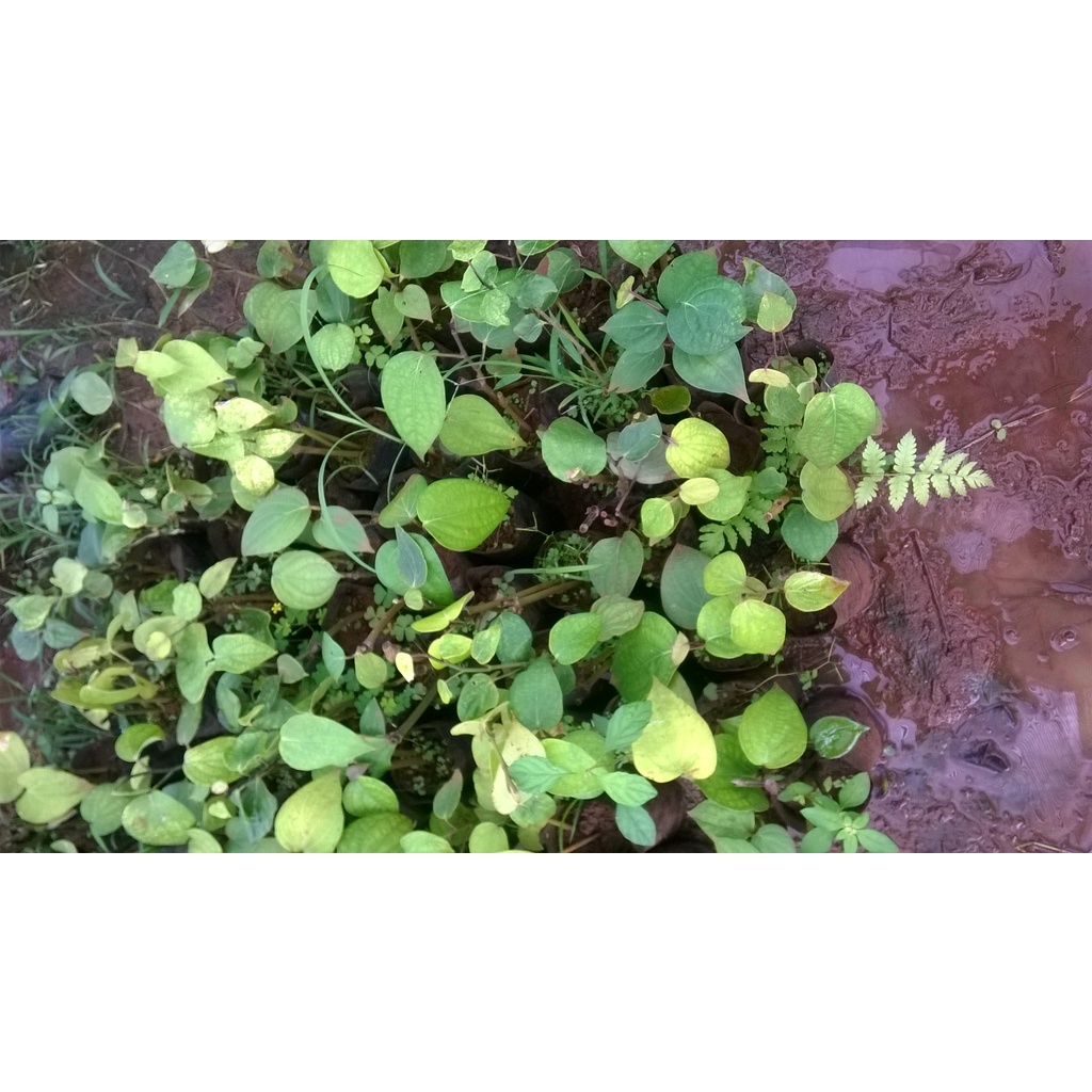 Cây giống Tiêu Trâu.