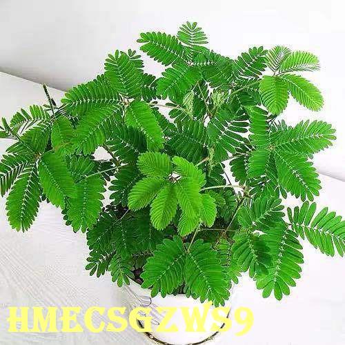 Hạt giống xấu hổ Coleus Mimosa 50h
