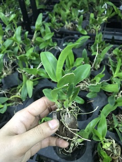 Dendro Hoa Hồng