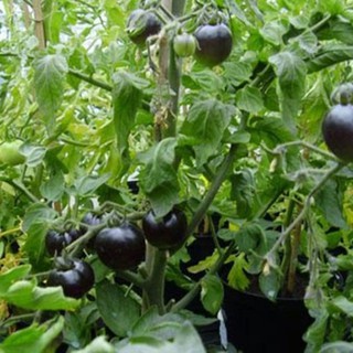 Hạt Giống Cà Chua Đen