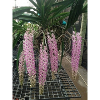  hoa phong lan đuôi chồn