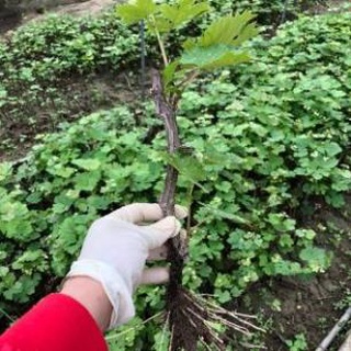 Cây Giống Nho Hạ Đen Siêu Quả