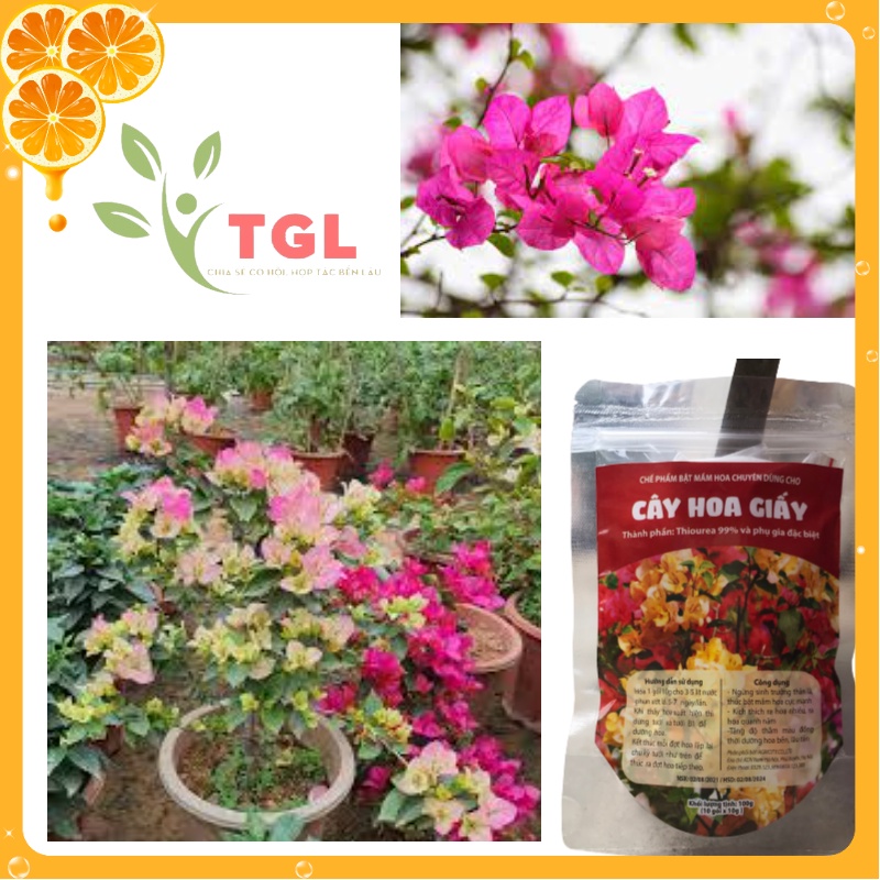 Phân bón hoa giấy, chế phẩm bật mầm hoa, làm cây ngừng sinh trưởng thân lá, ra hoa quanh năm, tăng độ thắm, gói 100gr