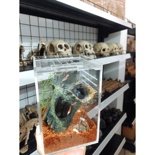 Hộp nuôi nhện cây/ nhện nhảy/ bọ ngựa kích thước 10x10x15cm.... (tank mica/ acrylic)