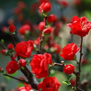 Huong.hạt giống cây hoa mai đỏ