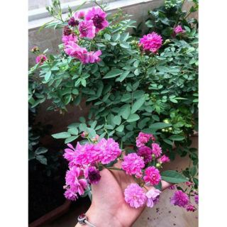 Cây hồng tường vi chiết nhánh
