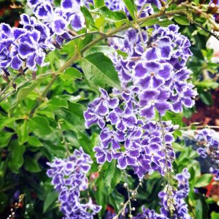 CÂY CHUỖI NGỌC HOA TÍM - CÂY BẦU LỚN - HOA ĐẸP MÀU TÍM SIÊU ĐẸP + Tặng 02 cây nhót ngọt