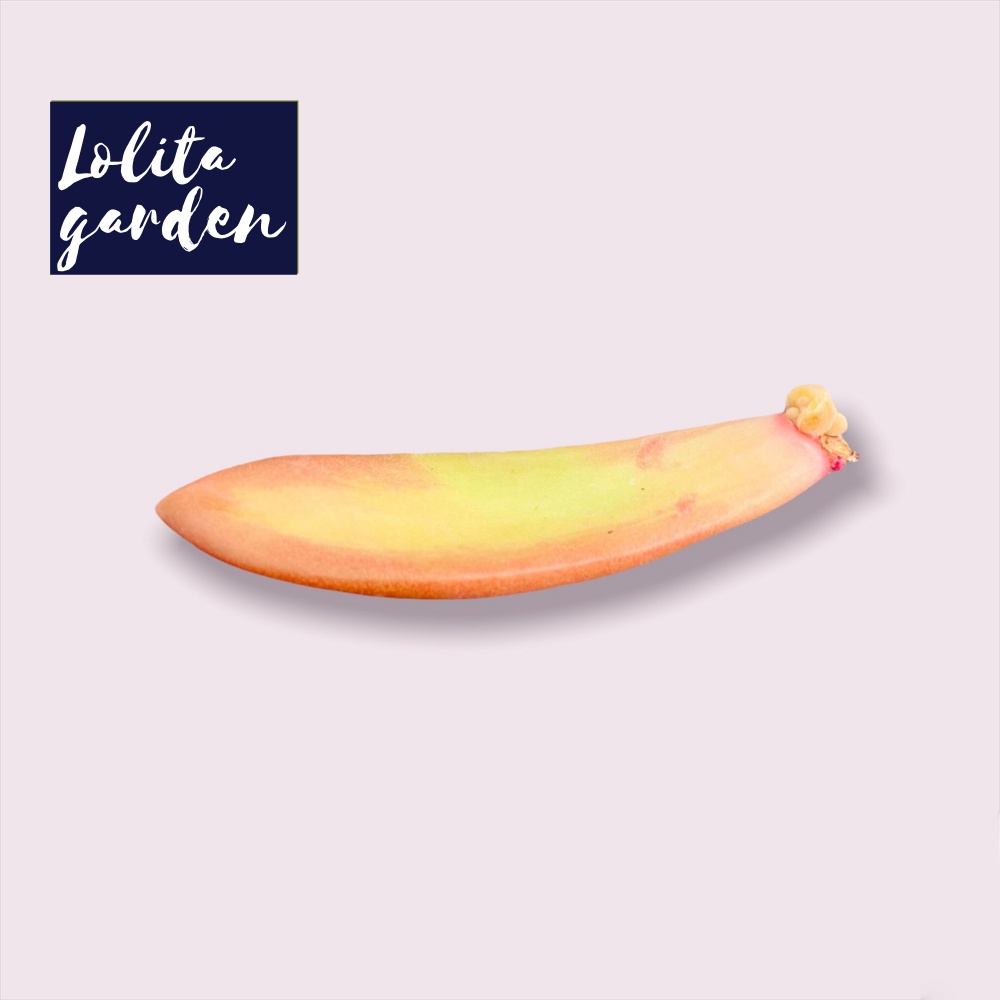 COMBO 5 LÁ MẦM SEN ĐÁ ĐÁ CAM, HÀNG ĐÀ LẠT, SIÊU XINH SIÊU KHỎE, LỖI 1 ĐỔI 1