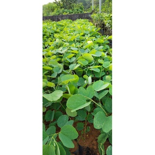 combo 3 cây giống ban trắng tím (móng bò)