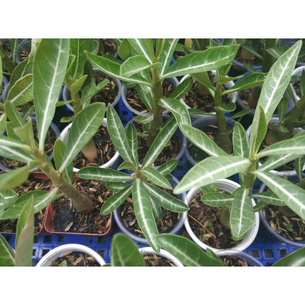 Sứ kim tử tháp somalen