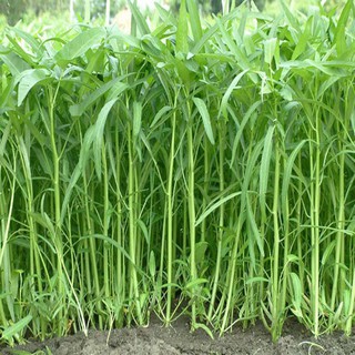 50gr Hạt Giống Rau Muống Lá Tre - Dễ Trồng, Ăn Quanh Năm - Học Viện Nông Nghiệp Việt Nam