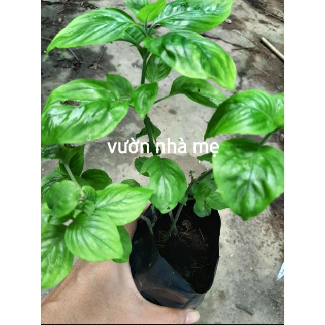 Cây giống lá cẩm tím vườn