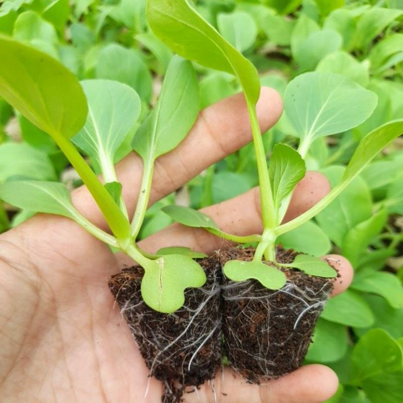 Combo 10 cây giống cải thìa  ươm vỉ y hình, giao hỏa tốc tp Hồ Chí Minh