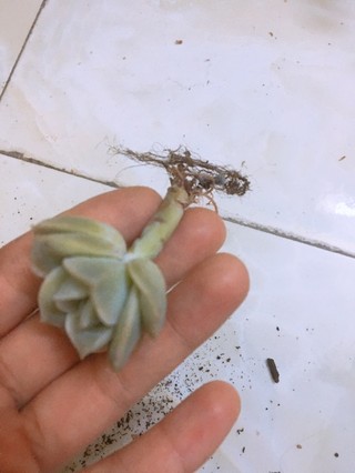 Sen đá hoa hồng - Echeveria rose