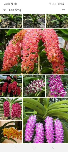 Đai châu  chuẩn bị  hoa đủ màu