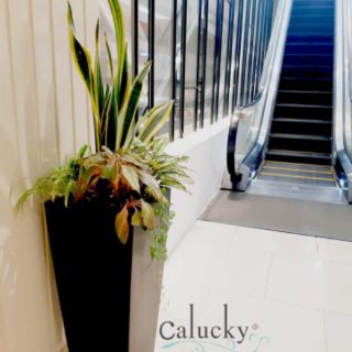 Cây 🌲 Lưỡi hổ cao