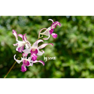 Hoa lan tia Chớp hổ mang số 1