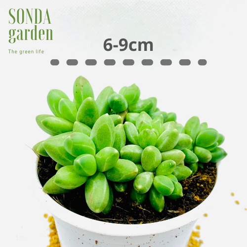 Sen đá kim cương xanh SONDA GARDEN size trung bình 6-9cm, xuất xứ Đà Lạt, khoẻ đẹp, lỗi 1 đổi 1