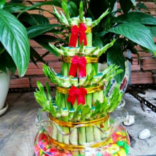 Phát Tài Búp Sen (Bao gồm chậu )