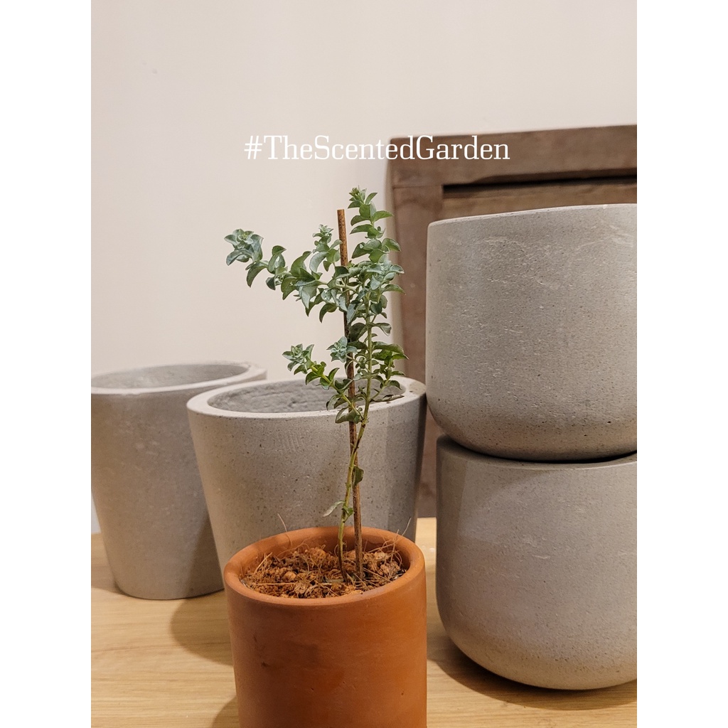 Chậu đất nung dáng trụ Lái Thiêu  DN01