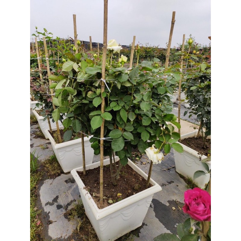 COMBO 5 GỐC HỒNG CỔ SAPA TẶNG KÈM KÍCH RỄ VÀ HƯỚNG DẪN TRỒNG)