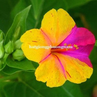 10H - HẠT GIỐNG HOA BÔNG PHẤN MIX