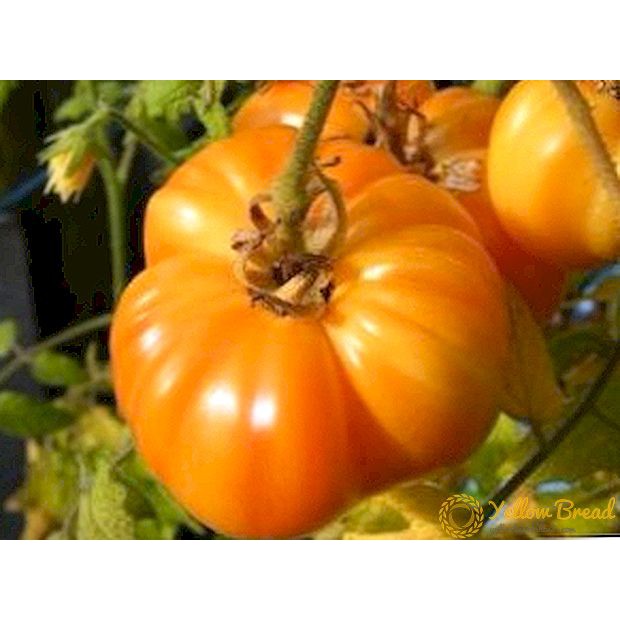 Hạt giống cà chua vàng qủa to- giàu vitamin, năng suất cao - ảnh sản phẩm 8
