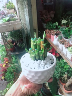 Chậu Cây Trúc Phát Tài