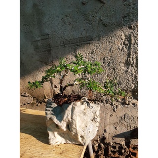 Linh sam bonsai HÒN NON BỘ