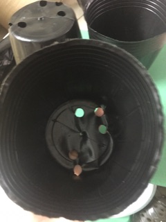 1kg bầu ươm cây size nhỡ