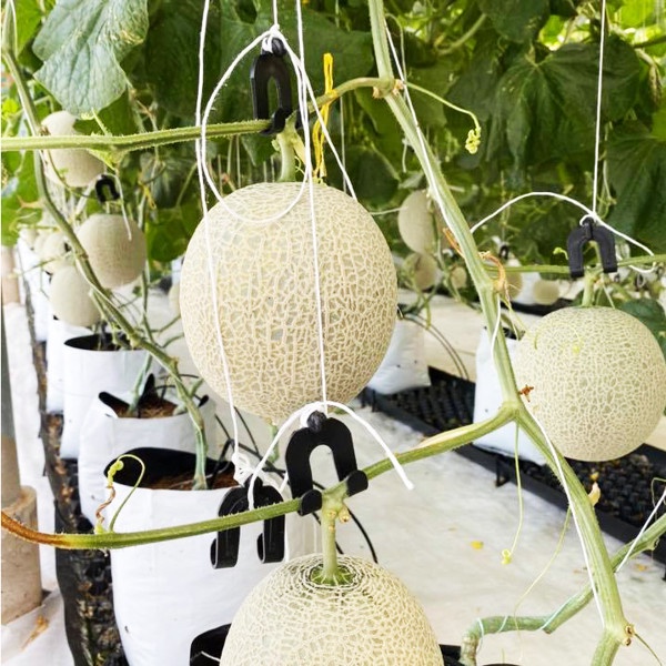 10 CÁI MÓC TREO TRÁI DƯA LƯỚI/MÓC TREO DƯA LƯỚI 157