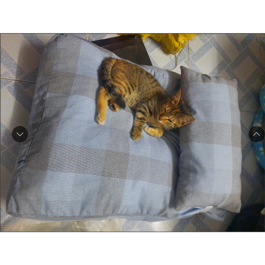 đệm giường cho chó mèo (màu ngẫu nhiên)kèm quà tặng thiết kế carro sang trọng